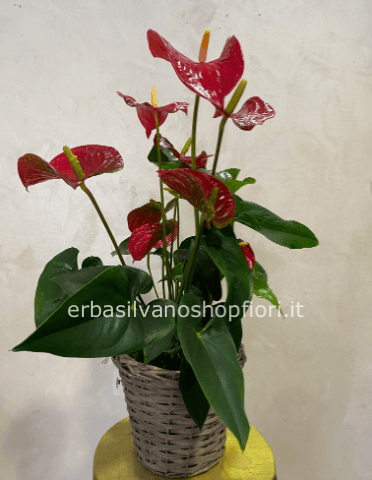 Pianta di anthurium