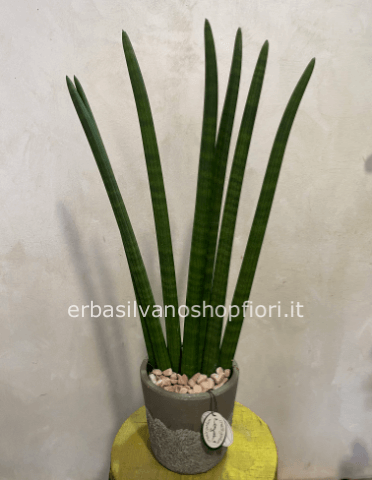 Pianta di sansevieria h. 80