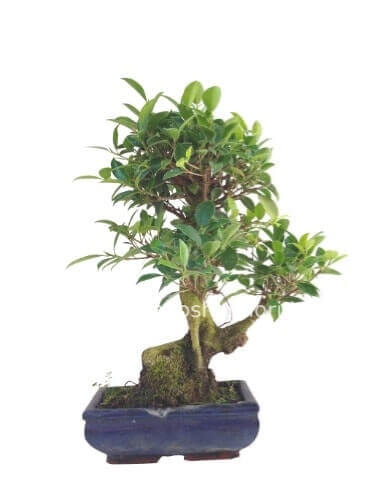 Pianta bonsai
