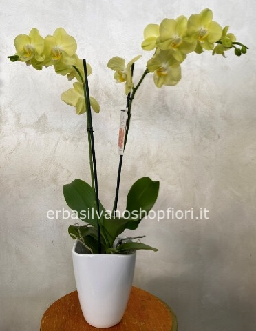 Pianta di phaleonopsis a 2 steli