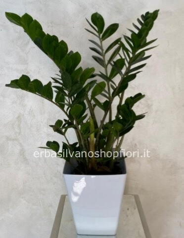 Pianta di Zamia