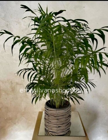 Chamadorea in vaso/cesto