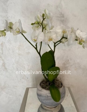 Pianta di Phalaenopsis