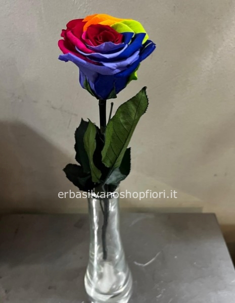 rosa stabilizzata multicolore a stelo lungo