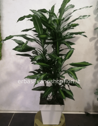 Pianta Dracaena marginata