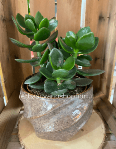 Pianta grassa in vaso ceramica color terra