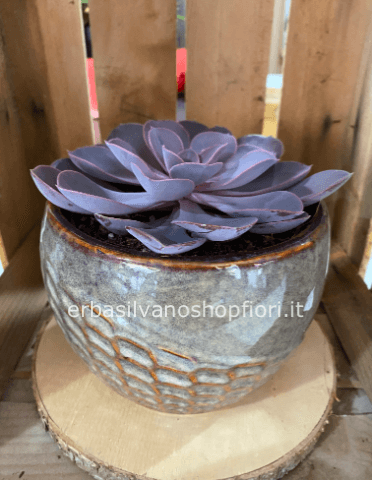 Pianta grassa in vaso ceramica boccia