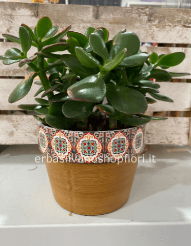 Pianta grassa in vaso ceramica multicolore