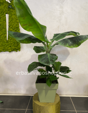 Pianta Banano h. 100 cm/ 150 in vaso verde/ bianco