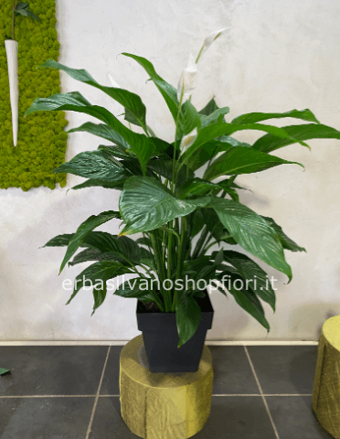 Spatiphillum medio h 70 cm circa
