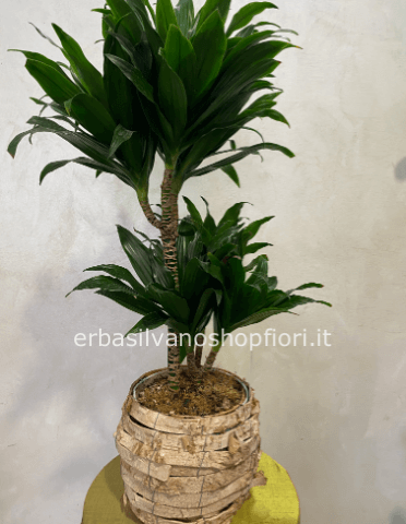 Pianta con vaso corteccia naturale