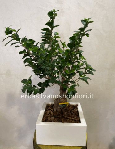 Ficus ginseng  in vaso taglia PICCOLO