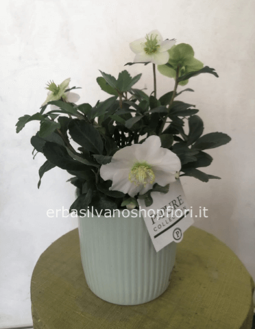 Helleborus in vaso