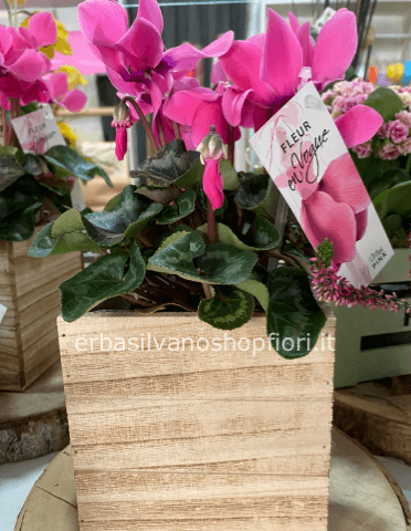 Ciclamino  in cassetta di legno