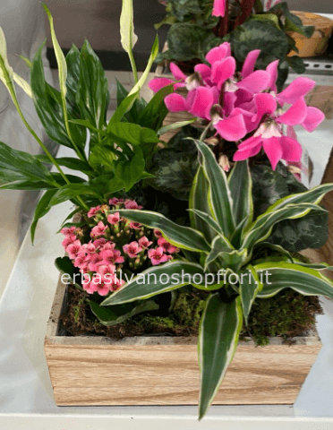 Pianta grassa in vaso ceramica » Fiorista a Cavenago Brianza, invio e  consegna fiori e piante a domicilio in Brianza.