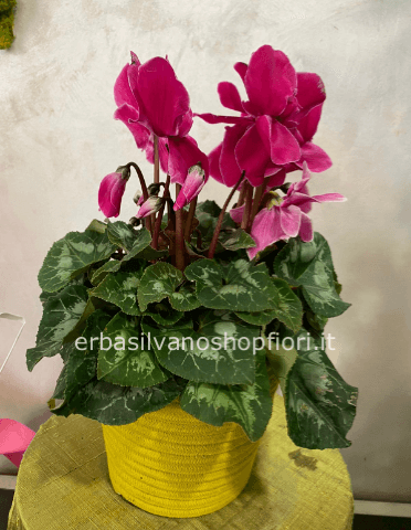 Ciclamino grande  con coprivaso