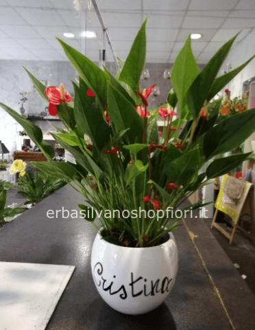 Pianta Anthurium in  vaso personalizzato