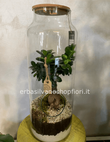 Ficus nano in terrario