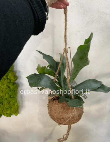 kokedama pianta grassa