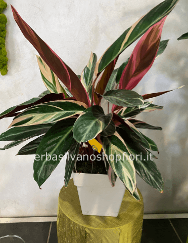 Calathea Maranta