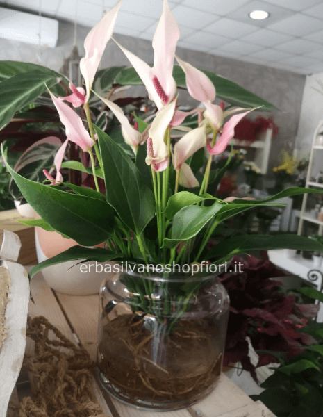 Pianta in idro in vetro