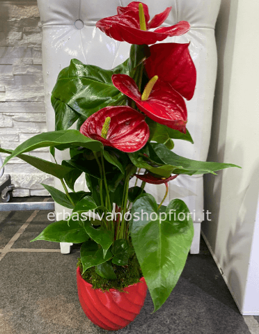 Anthurium in vaso rosso