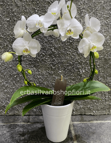 Orchidea Phaelenopsis bianco ARCO/SPIRALE