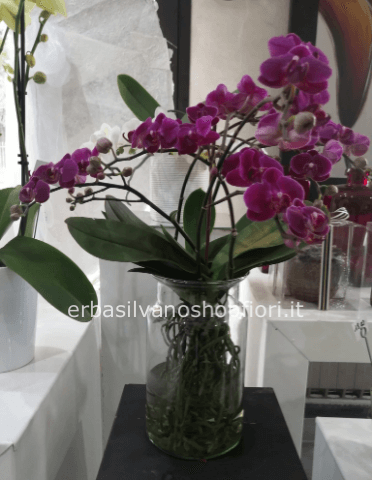 Orchidee Fiorista A Cavenago Brianza Invio E Consegna Fiori E Piante A Domicilio In Brianza
