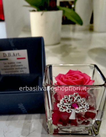 Rosa eterna in cubo vetro con albero della vita
