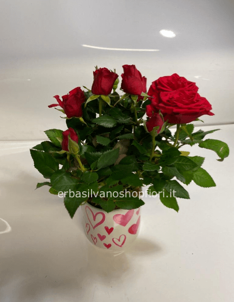 pianta rosellina rossa vaso ceramica
