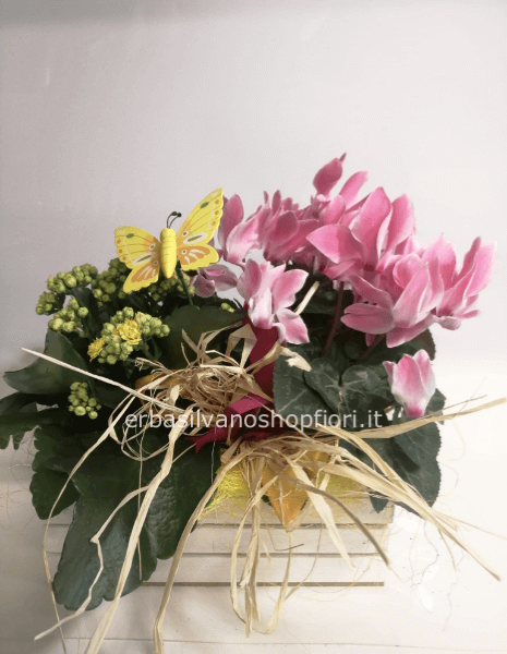 Cassettina piante mix colorato