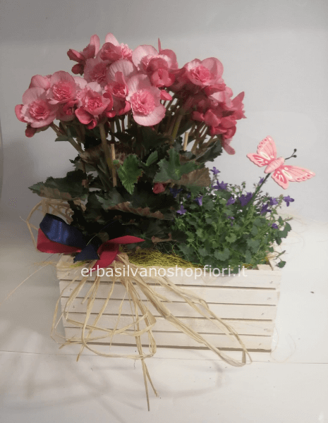 Cassettina pianta fiorita colore rosa
