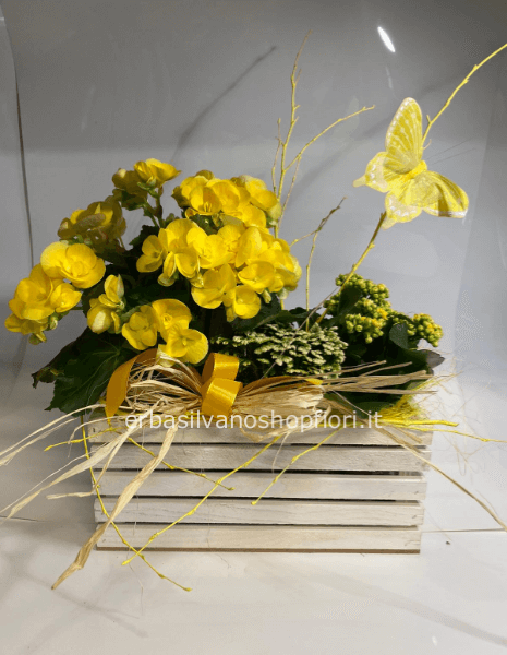 Cassettina piante fiorite gialle