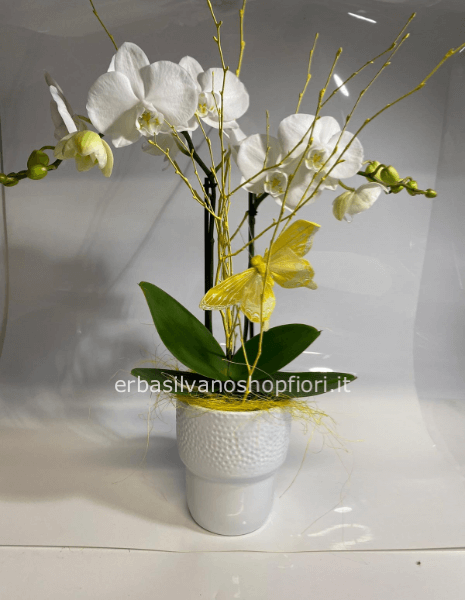 Pianta Orchidea Phaelenopsis bianca o colorata tripla ramificazione