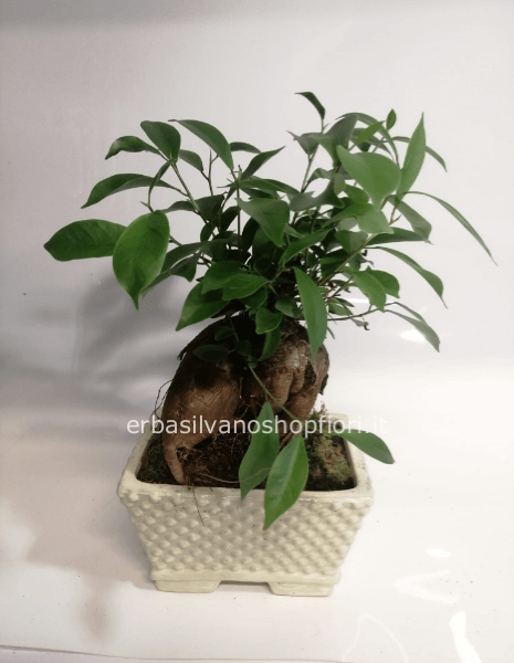 Ficus Ginseng bonsai TAGLIA L vaso nero