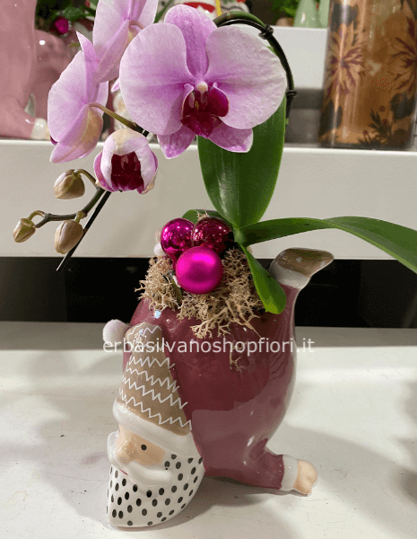 vaso Babbo Natale con pianta Orchidea-mini