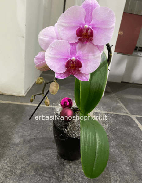 pianta orchidea mini