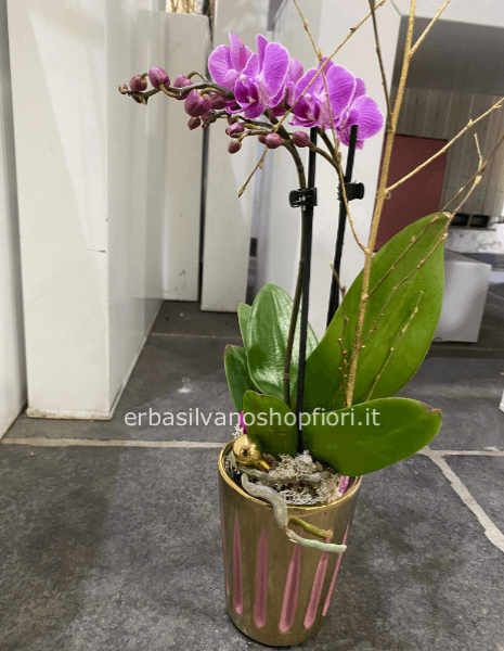 Orchidea Phaleno piccolo in vaso