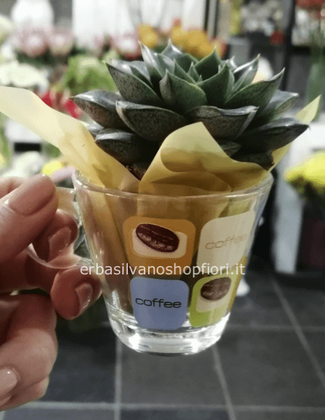 Piantina in tazzina