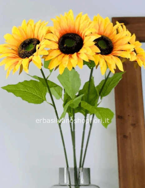 Girasole