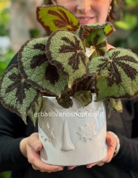 Pianta di Begonia in vaso bianco linea EDG