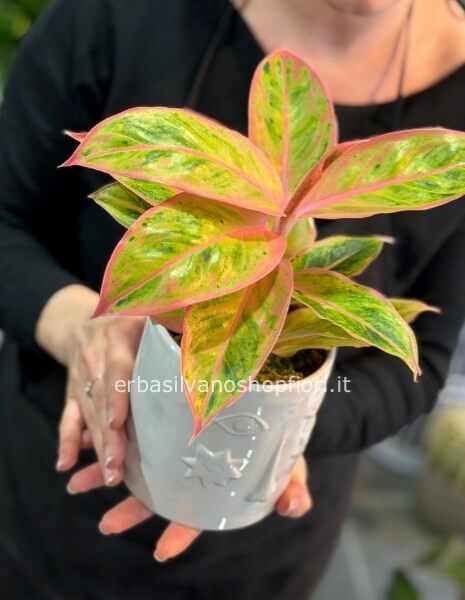 Aglaonema in vaso Edg