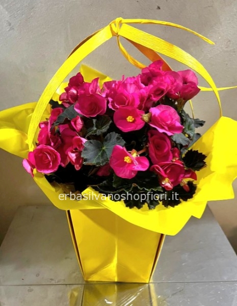 Pianta di Begonia in borsetta